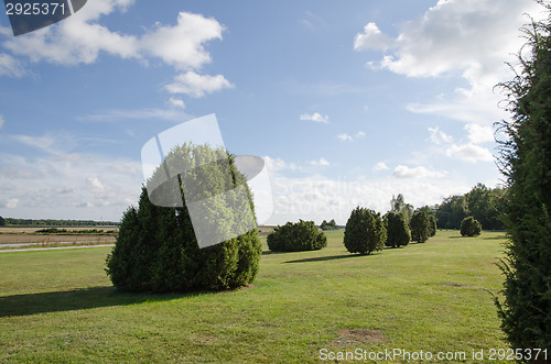 Image of Common juniper plain field