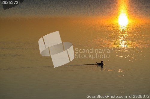 Image of Swimming bird in water with golden reflections