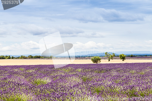 Image of Lavander field