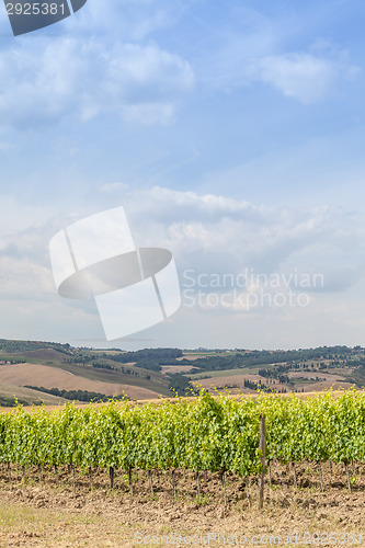 Image of Tuscan wineyard