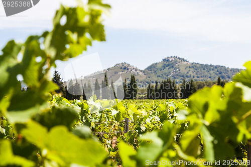 Image of Provence vineyard