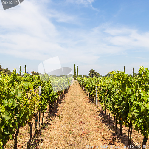 Image of Provence vineyard