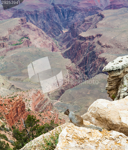 Image of Grand Canyon Squirrel