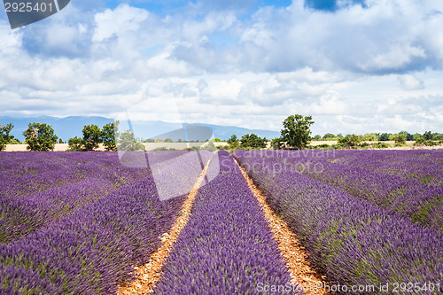 Image of Lavander field