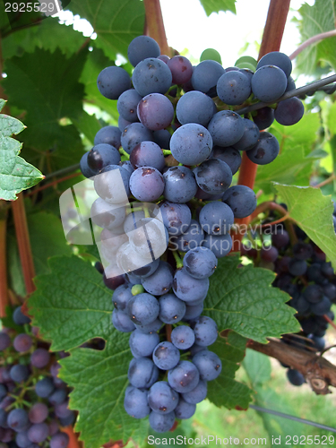 Image of bunch of red grapes