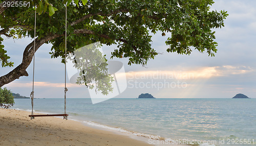 Image of rope swing on a mangrove tree on the beach