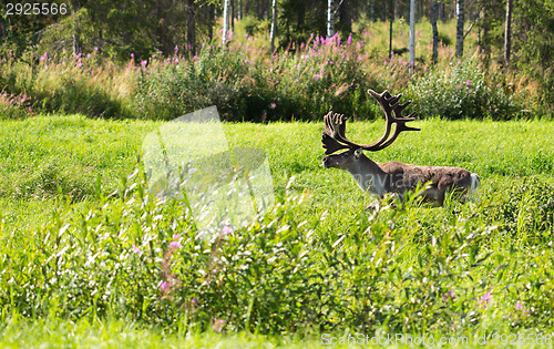Image of deer with antlers on a background of green grass