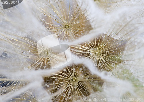 Image of Close up dandelion