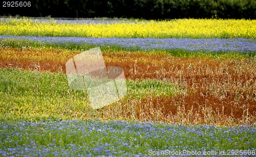 Image of Flax and canola field