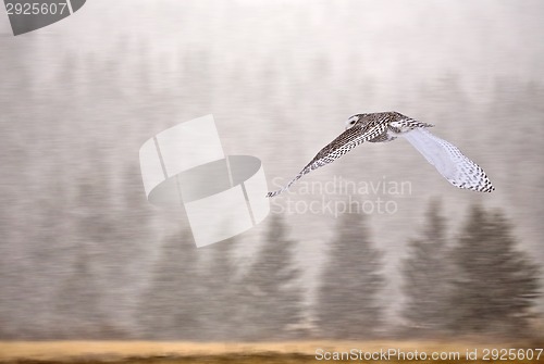 Image of Snowy Owl in Alberta
