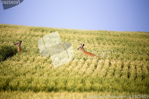 Image of Deer in Farmers Field
