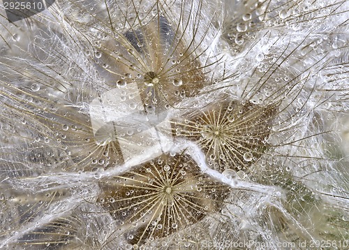 Image of Close up dandelion