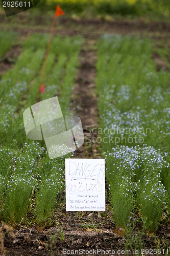 Image of Flax Crop Saskatchewan