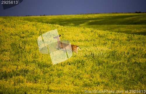 Image of Deer in Farmers Field