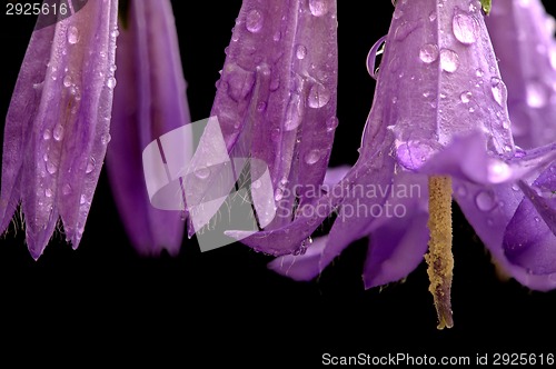 Image of Campanula rotundifolia 