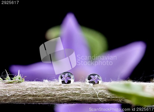 Image of Campanula rotundifolia 