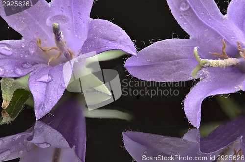 Image of Campanula rotundifolia 