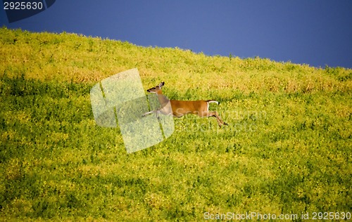 Image of Deer in Farmers Field