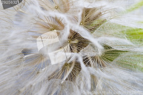 Image of Close up dandelion