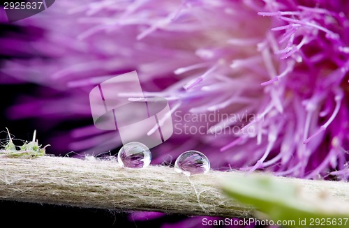 Image of Thistle Close Up