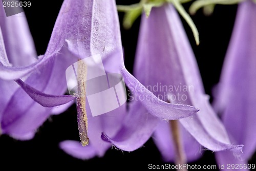 Image of Campanula rotundifolia 