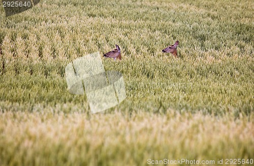 Image of Deer in Farmers Field