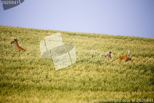 Image of Deer in Farmers Field