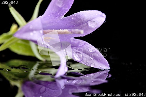 Image of Campanula rotundifolia 