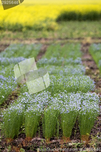 Image of Flax Crop Saskatchewan