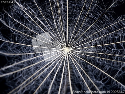 Image of Close up dandelion