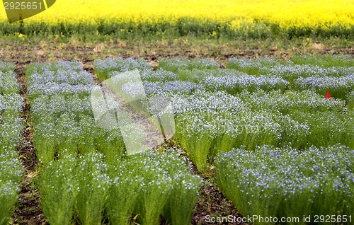 Image of Flax Crop Saskatchewan