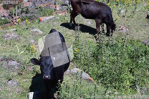 Image of Two cows in the mountains