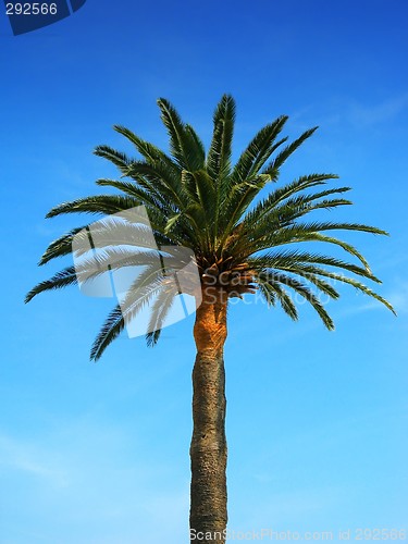 Image of Palm tree