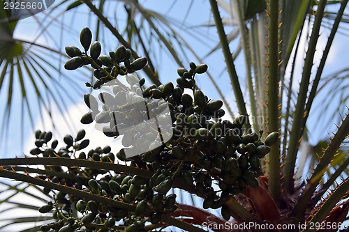 Image of  green fruit of the date palm 