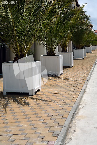 Image of Palms in pots in a row