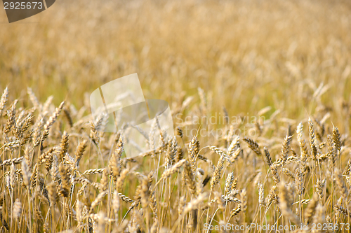 Image of Wheat field