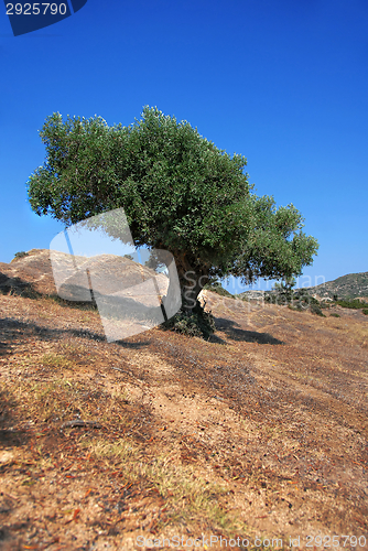 Image of Olive tree