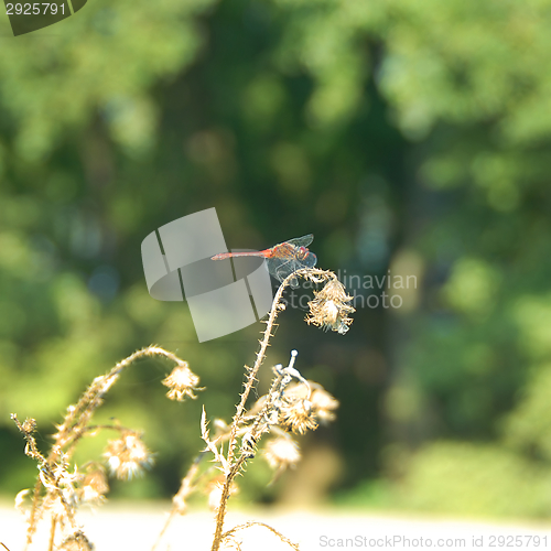 Image of Dragonfly