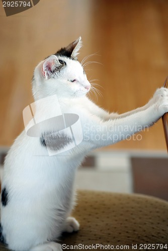 Image of Cat sitting at the table