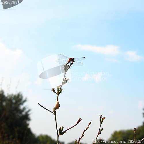 Image of Dragonfly