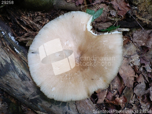 Image of Mushroom