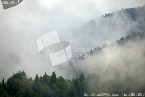 Image of Foggy forest