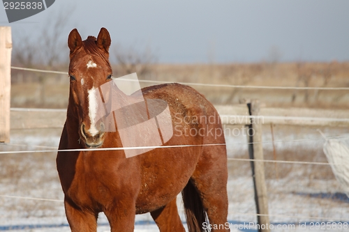 Image of Horse on a farm