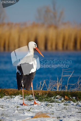 Image of Stork in Winter