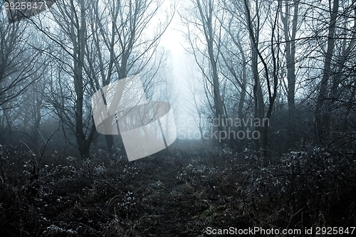 Image of Foggy Winter