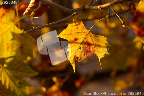 Image of Leaves