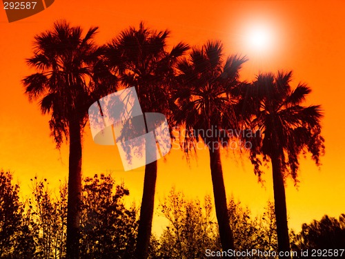 Image of palm trees