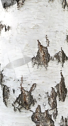 Image of birch bark