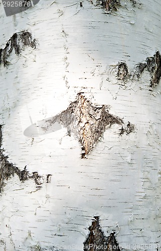 Image of birch bark