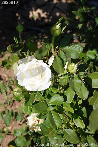 Image of white rose